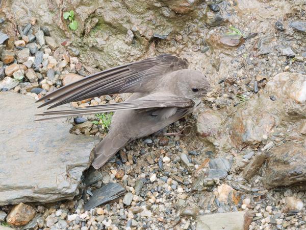 <h3><a href="/trips/extramadura/biota/animalia/chordata/aves/040 passeriformes/075 hirundinidae/ptyonoprogne rupestris/ptyonoprogne rupestris-nl.html">Ptyonoprogne&nbsp;rupestris</a> / Eurasian&nbsp;crag&nbsp;martin / Rotszwaluw</h3>OM-1 Mark II met OLYMPUS M.150-400mm F4.5, 1/2000 sec  bij F4.5, ISO 5000, afstand 13.6&nbsp;m